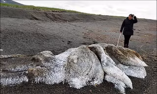 “Thủy quái” bí ẩn trôi dạt vào bờ biển Nga
