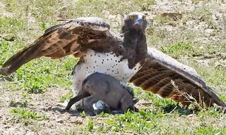 'Phát sốc' với khoảnh khắc đại bàng sà xuống bắt gọn heo rừng 