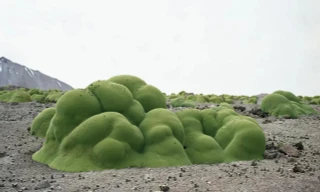 Điểm danh những thực thể sống lâu đời nhất hành tinh