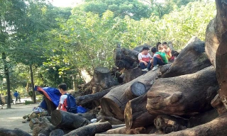 Giật mình với “nghĩa địa gỗ” khổng lồ giữa Thủ đô