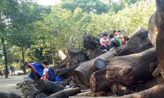 Giật mình với “nghĩa địa gỗ” khổng lồ giữa Thủ đô