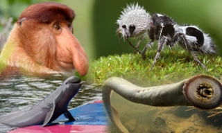 Sửng sốt với hình ảnh những loài động vật kỳ lạ nhất hành tinh