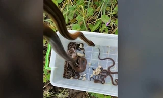 VIDEO: Kinh hãi phát hiện 26 con rắn trên gác nhà