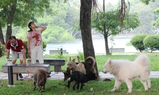 Hà Nội: Chó dữ không rọ mõm thả rông nhan nhản trong mùa dại 