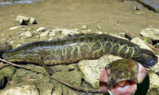 Sự đáng sợ của loài cá ăn thịt từ Trung Quốc mà Mỹ khuyến cáo phải giết ngay