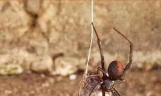 Sợ hãi với cảnh nhện lưng đỏ giết chết rắn nâu phương đông độc nhất nhì thế giới