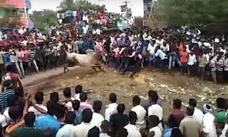 Video: Thót tim với cảnh bò đực điên cuồng tấn công hàng trăm người