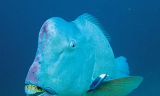 Những loài động vật xấu nhất hành tinh có thể tuyệt chủng