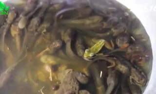 Nòng nọc - 'đặc sản' bổ dưỡng chỉ đãi khách quý của dân xứ Quảng