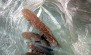 Nuôi đặc sản cá bống bớp thu lãi hàng trăm triệu mỗi năm