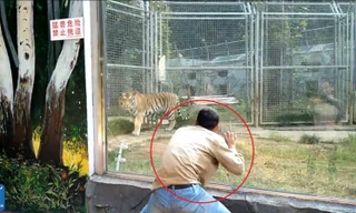 Nam du khách 'giỡn mặt tử thần', bày trò kích động hổ trong sở thú