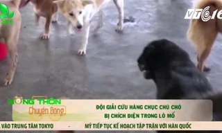 Đội giải cứu chó bị chích điện trong lò mổ ở Nha Trang