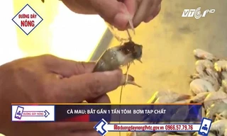 Bắt gần 1 tấn tôm bơm tạp chất trên đường tiêu thụ