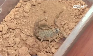 Phát minh máy vắt nọc bọ cạp để nghiên cứu chữa ung thư, sốt rét  