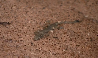 Sửng sốt quy trình sản xuất mắm tôm siêu bẩn