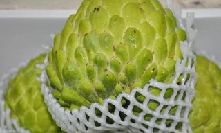 Xem quả na nặng hơn 1kg được bày bán tại Lạng Sơn