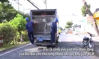 Chó thả rông bị bắt trong 72 giờ nếu không có người nhận sẽ bị tiêu hủy