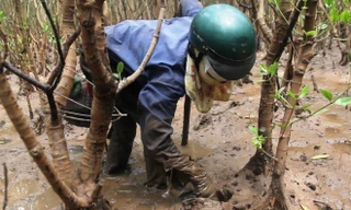 Lội rừng sình lầy mò sam đất kiếm nửa triệu mỗi ngày