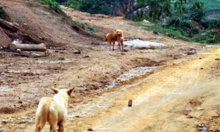 Chó lạ xuất hiện và hung dữ bất thường gây lo lắng cho nhân dân (ảnh chụp ngày 6/5, tại xã Bản Mế, huyện Si Ma Cai).