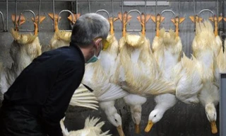 Lần đầu tiên H7N9 lây từ người sang người