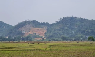 Hà Nội bị 'tuýt còi' quy định về đấu giá đất nông nghiệp