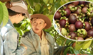 Chạy theo món gỏi gà hot trend, dân Bình Phước hái trái măng cụt xanh đem bán, lợi hay hại?