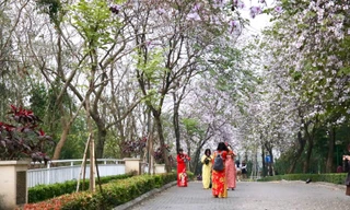 Người dân đổ xô 'check in' trên con đường hoa ban tím tuyệt đẹp trong khu đô thị nhà giàu