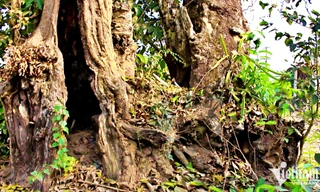 Chuyện chưa kể về 'cây tử thần' trăm tuổi vừa bị cháy ở TPHCM