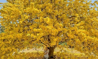 Cây mai 'có một không hai' ở Đồng Nai