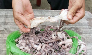 Bạch tuộc tươi như... cao su