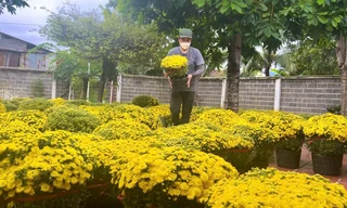 Đào, cúc rộn ràng xuống phố biển Nha Trang