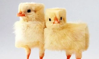 Nếu vạn vật hình vuông...