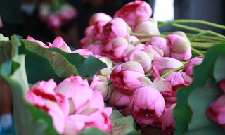  Lễ hội sen Hà Nội diễn ra từ ngày 12 - 16/7