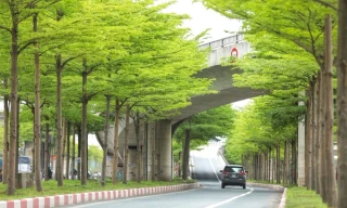 Phó Thủ tướng: Hà Nội phải nghiên cứu kỹ vấn đề ‘trong thành phố có rừng'