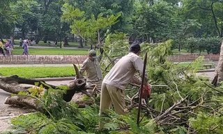 Hà Nội: Vườn thú ngưng đón khách, nhốt riêng voi, hổ, sư tử phòng chống bão Yagi