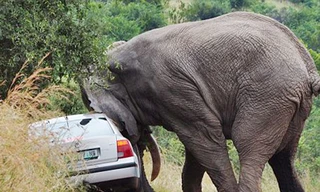 Đi du lịch, bị voi năm tấn húc đổ ôtô