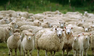 Bị tù vì không tắm vẫn bắt vợ “chiều”