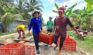 Giá cam sành bất ngờ vọt tăng sau chuỗi ngày 'lao dốc' chưa từng có