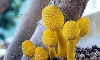 Ngỡ ngàng trước thế giới muôn màu của nấm