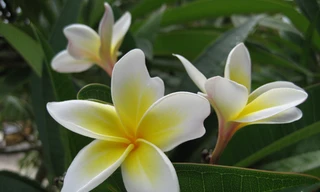 Hoa sứ chữa bệnh