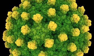 Lây viêm gan từ đâu?