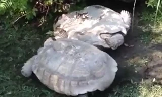 Rùa cứu bạn thoát khỏi lật ngửa