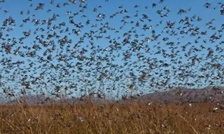 Châu chấu to như chim sẻ hoành hành ở Nga