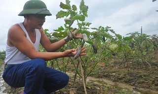 Ông Tô Văn Thiện chỉ cho phóng viên xem những quả cà với hình dạng, màu sắc kỳ lạ khiến gia đình ông thiệt hại nặng lên đến hàng chục triệu đồng.