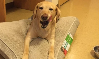 Chú chó dũng cảm trợ giúp người khuyết tật. Ảnh: Facebook