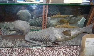 Tiên cá Banff, tương tự như tiên cá Fiji, được trưng bày tại Ấn Độ. Ảnh: Wikipedia.