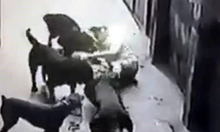 Gần 800 người bị chó dại cắn