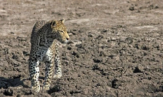 Nhiếp ảnh gia Marco Ansón trong khi khám phá thiên nhiên ở khu vực Savuti của Công viên quốc gia Chobe ở Botswana đã ghi lại được những hình ảnh thú vị về màn săn giết cá đỉnh cao của báo đốm. (Nguồn Africa Geographic)