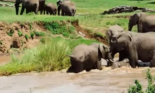 Cảm động khoảnh khắc voi mẹ cứu con khỏi dòng nước xiết