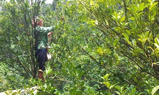 Cành chanh nhỏ, quả ở xa nên khi hái, bà Hoàng Pham phải đứng trên hai thanh tre kê vào thang và thân cây. Ảnh: Hồng Vân